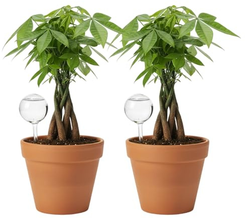 2Pcs Bewässerungskugeln, Plant Watering Globes with Automatic Irrigation System, Self Watering Plant Spikes for Indoor Plants, Transparent Medium Size Plant Watering Devices