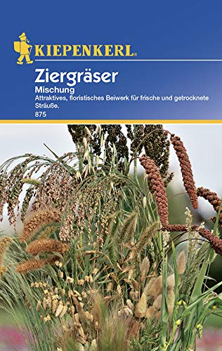Kiepenkerl Ziergräsersamen Mischung 875 – Attraktives Beiwerk für frische und getrocknete Sträuße, Wuchshöhe 40-80 cm - Blumensamen, Saatgut, Blumenwiese