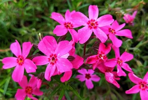 Pilestone Ground-Cover Plant – Creeping Phlox/Moss Phlox (Phlox subulata) Red – Live Perennial in 4 Pot – Low Spreading Spring Bloom Carpet – Hardy Garden & Landscape