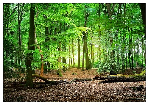 WallArena - Vlies Fototapete Wald Bäume grün Natur 416x254 cm - Fototapeten - Tapeten - für Wohnzimmer Schlafzimmer - Vliestapete Wandtapete Tapete 3D Effekt- inkl. Kleister