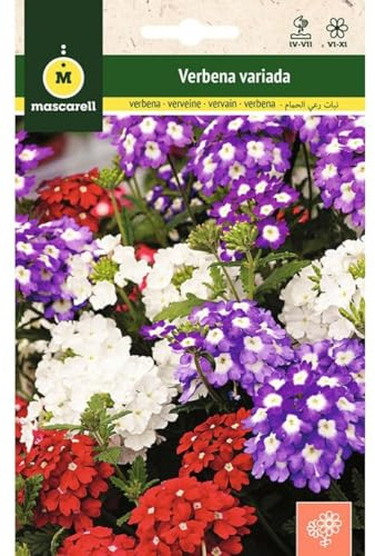 Mascarell Semillas, VERBENA VARIADA, Semillas Flores Exterior para Decoración, 0,5 Gramos