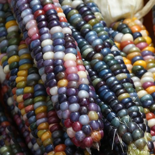 110 piezas semillas maiz arcoiris arcoíris, resistentes balcón resistentes, semillas interior maíz
