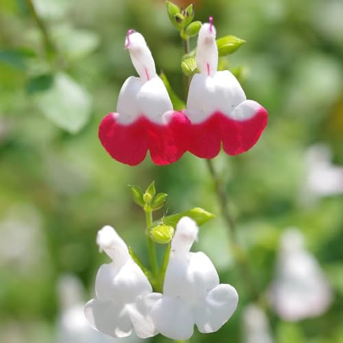 salbei kräutergarten küche geschenk salbeisamen seltene deko kräutersamen zimmerpflanzen gartenkräuter bio frühlingsblumen wildblumensamen balkonblumen für sonnige plätze blumensamen 200samen