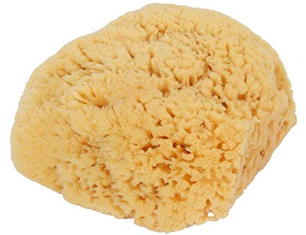 Natural Sea Sponge | Large | Model 1139