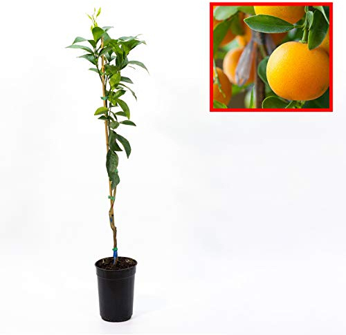 Naranjo - Variedad LANE LATE - plantón de 1 metro de altura - PLANTA VIVA, Pack de 4 unidades (4)