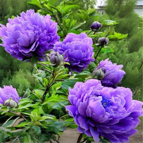 Peonía - Peonía tuberosa perenne - plantada en primavera para atraer abejas y mariposas, muchos colores mezclados, tolerante al frío-1bulbos-E