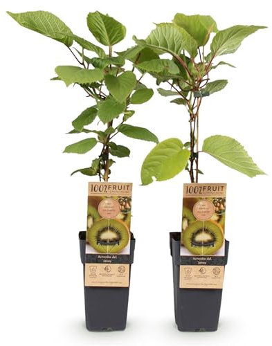GreenboutiQ - Plante à fruits - Kiwi verte - Actinidia deliciosa Jenny - Fruit vert - 2 plantes - Pot de 15cm Hauteur 50cm