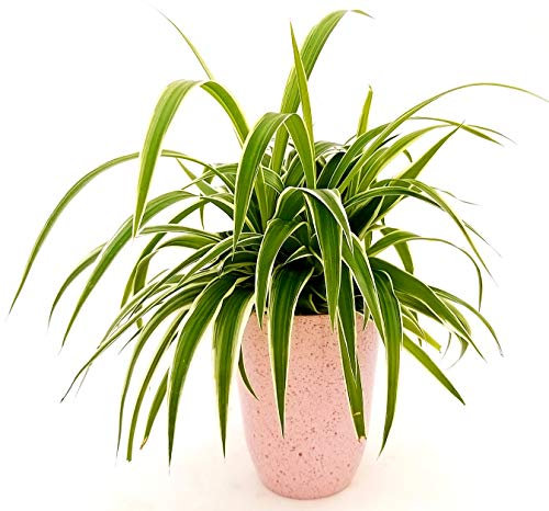 POWERS TO FLOWERS - CHLOROPHYTUM, FALANGIO IN VASO CERAMICA ROSA ANTICATO, vaso 13cm, pianta vera