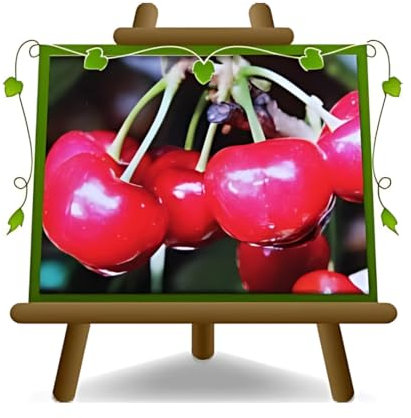 Kirschbaum süß Kirsche Giorgia auf Topf mit 26 Obstpflanzen max. 200 cm - 4 Jahre Anbau Italien