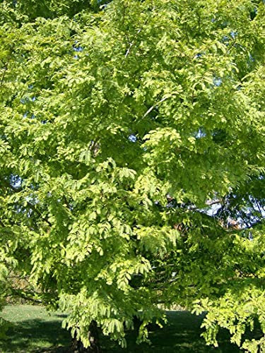 25 Graines de Séquoia d'Alba - Metasequoia Glyptostroboides : Graines