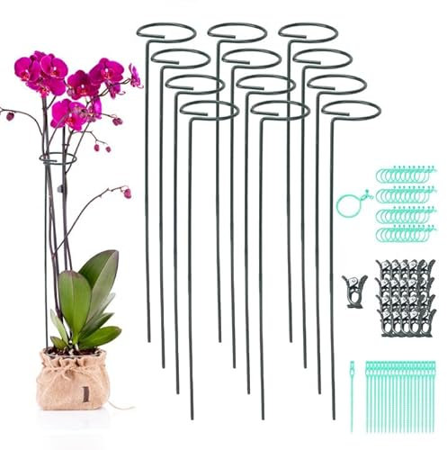 COEWUR Lot de 12 piquets de support de plantes de 40 cm, anneaux de support en métal à tige unique de 4 mm d'épaisseur avec 60 supports d'orchidée pour amaryllis, orchidée, lys, rose, pivoine, tomates
