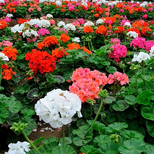 Saterkali Geraniensamen, 200 Stück/Beutel Geraniensamen duftende fantastische Mischungsfarben für die Landschaftsgestaltung von Blumensamen für Zuhause Geraniensamen