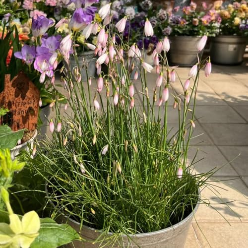bulbi coppa di primavera selvatica giardino interno in balcone estremamente resistente con letti elevati di decorazione primavera ufficio 8pcs