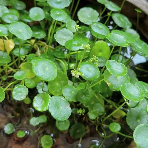 400 piezas Plantas de acuario semillas hierba las plantas de estanque son resistentes Plantas acuáticas - Macrófitas - Las plantas de balcón son plantas perennes resistentes. plantas