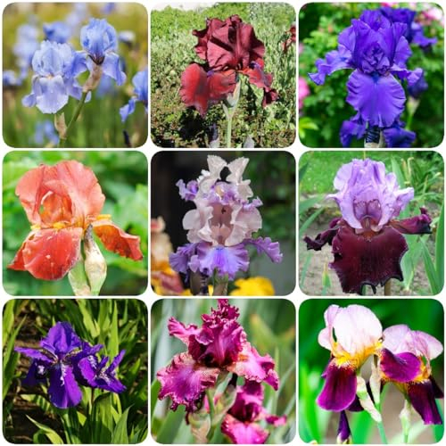 15 pcs schwertlilie winterhart schwertlilien zwiebeln, zwiebeln bodendecker pflanzen winterhart Iris tectorum - balkonpflanzen winterhart Hydrokultur winterharte stauden mehrjährig