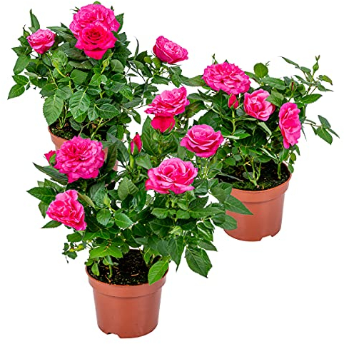 Bloomique - Lot de 3 - Rosier Nain Rose - Plantes d’intérieur & extérieur - Terrasse & Jardin - Rustique - 20-30 cm de Haut - Pot 12 cm