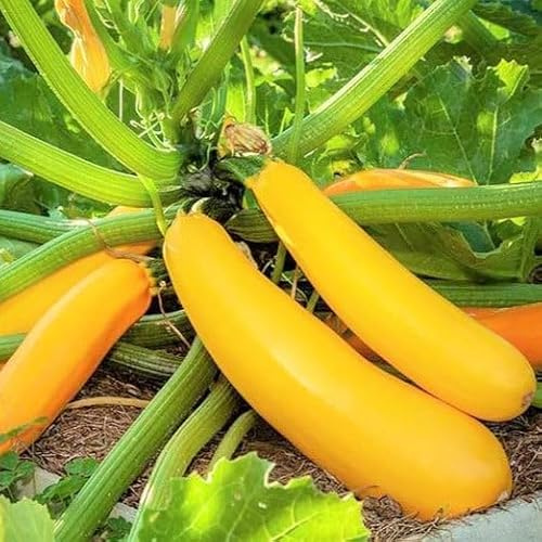 TomorrowSeeds - Golden Zucchini Seeds - 100+ Count - for 2026 Planting Heirloom Italian Yellow Zucchini Summer Squash Kousa Courgette Marrow Garden Vegetable Grow Your Own Home Farm Patio Healthy