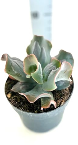 Echeveria Culibra Piante Grasse vere da interno ed esterno, Piante Succulente vera da esterno e interno, grandi. In vaso 13