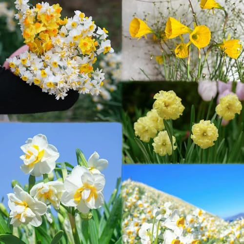 bulbi di narcisi perenni decorativi in giardino bulbo balcone resistente decorazione rari bulbi 9pcs