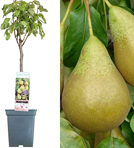 Collection d'arbres fruitiers pour patio | Fruits variés | Idéal pour petits jardins | 2-3 pieds