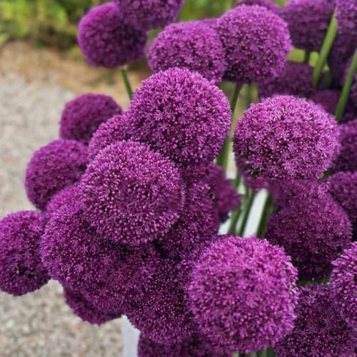 Semi di Allium giganteum, rari Semi di porro gigante, per luoghi soleggiati semi di giardino semi di copertura del terreno 450pcs