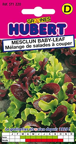 Graines de Mesclun Baby Leaf avec Roquette - 3 grammes