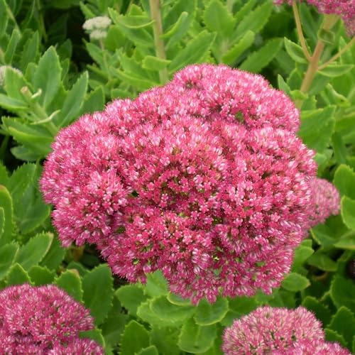 Vivai le Georgiche - Pianta vera di Sedum spectabile Brilliant Hylotelephium spectabile 'Brilliant' Borracina - vaso Ø 18 cm - altezza alla vendita 20-40 cm