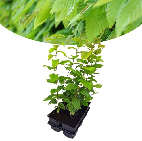 Happy Plants Carpinus betulus Heinbuche Weißbuche 6 Stück I 40 cm x ⌀9 cm, ideal als Sichtschutz, Heckenpflanze Laubbaum Gartenhecke Buchenhecke Buche Hecke, frisch aus unserer Gärtnerei