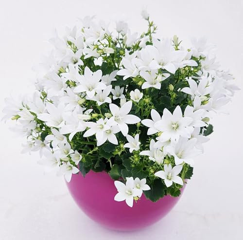 POWERS TO FLOWERS - CAMPANULA BIANCA A FIORE SEMPLICE IN VASO CERAMICA FUCSIA SFERICO, VASO 12CM DIAMETRO, pianta vera