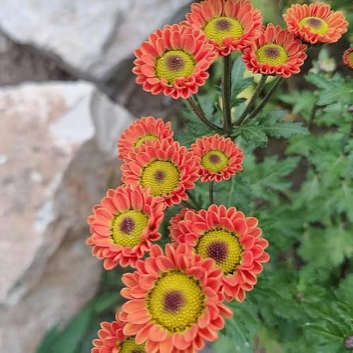 semillas de margarita s para lugares soleados, sombra, decorativas de margarita de balcón resistentes, cortadas, 150pcs