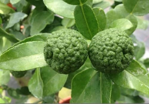 Citrus Hystrix Plant - Kaffir Lime Leaves Tree - Culinary herb Leaves - in 12cm Pot