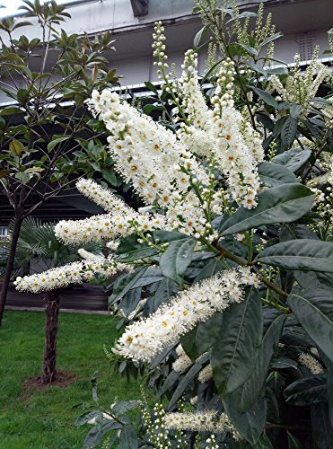 Graines blanches d'arbre aux papillons Arbre aux papillons: PAQUET DE 100 GRAINES