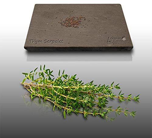 100 graines Aromatiques à semer - Le Grenier d'Abondance - THYM SERPOLET - Thymus serpylum