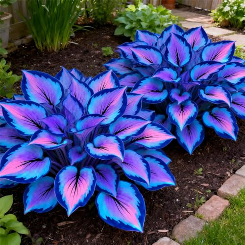 MehrjäHrige, Farbenfrohe Funkien-Rhizom In GroßPackungen,Hosta, Fachgerecht Gepflanzt, GartenverschöNerung-4Rhizome-C