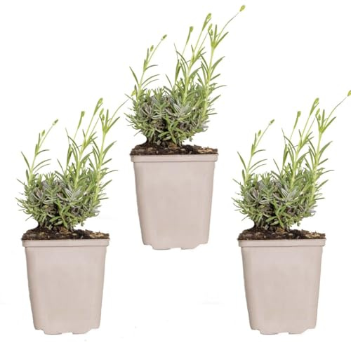 Bloomique - Lot de 3 - Lavandula Angustifolia 'Hidcote' - Lavande vraie - Plantes de lavande - Rustique - Hauteur 10-20 cm - Pot 9x9 cm