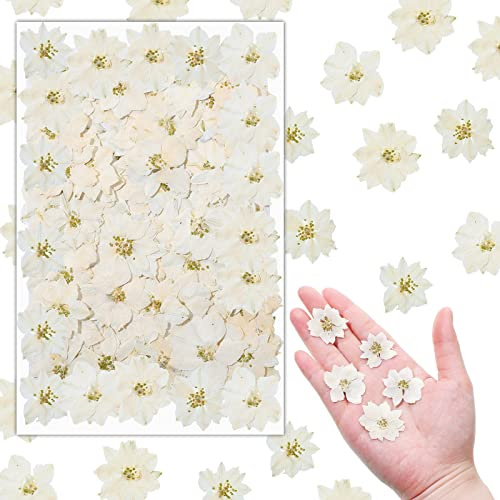 Woanger 100 Pcs Pressed Flowers Natural Bulk Resin Filler, White