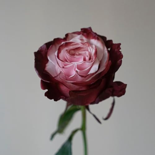 150 piezas semillas de rosas para plantar, semillas de rosas, Plantar flores, plantas trepadoras, resistentes y de rápido crecimiento. las rosas trepadoras son resistentes macizo de