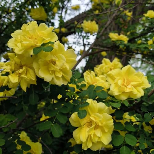 semillas de rosal trepador - decorativas resistentes para balcón Rosales trepadores resistentes - semillas de rosas trepadoras - para camas elevadas, arbustos rápido 400pcs