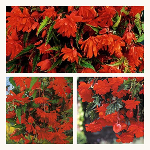 Pendula Begonia Orange Corms. Pretty Orange Cascading Summer Flowers Size 4/5 (10)