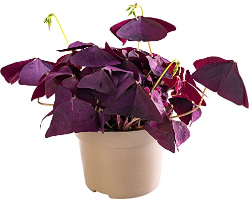 Oxalis False Shamrock Rare Indoor Houseplant Vibrant Purple Butterfly Foliage (15-25cm (Incl. Pot))