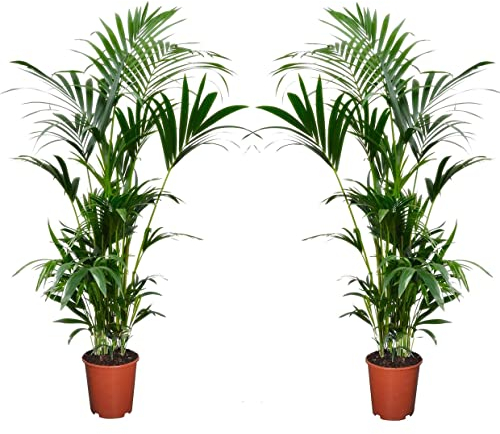 Plant in a Box - Kentia Palmier - Set de 2 - Howea Forsteriana - Plante verte interieur vivante - Purifiante - Pot 18cm - Hauteur 90-100cm