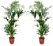 Plant in a Box - Howea forsteriana - 2er Set - Kentia Farn-Palme - Zimmerpflanze - Grüne pflanze - Immergrün - Topf 18cm - Höhe 90-100cm