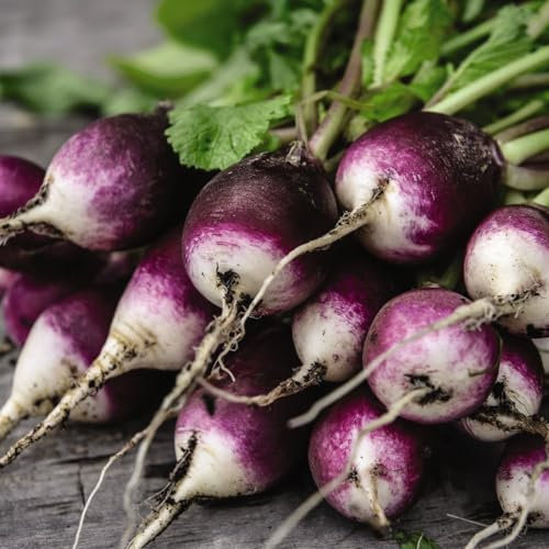 Radish 'Diana' Seeds - Two-Toned Purple and White Roots - Peppery Punch - Quick-Growing - Perfect for Containers - 1x Seed Packet by Thompson & Morgan