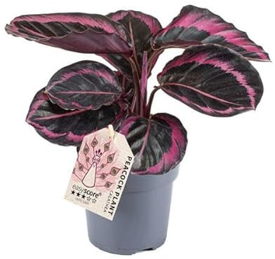 Calathea roseopicta 'Dottie' 'M' - Exotische Zimmerpflanze mit Atemberaubend Rosafarbener Musterung - Pflegeleichte Indoor-Pflanze