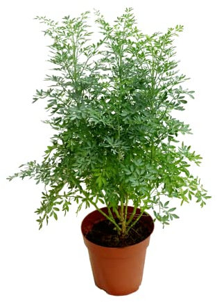 Planta de Protección y Buena Suerte Ruta Graveolens o Ruda Común