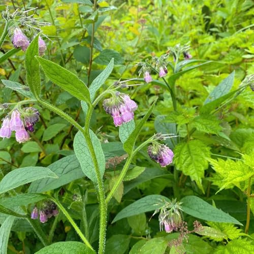 Semillas de consuelda orgánica, Symphytum officinale, orgánicas Semillas de consuelda reales de jardín 500pcs