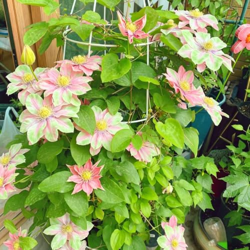 clemátide clematis Decoración sala estar Cubresuelos raros 2bulbos
