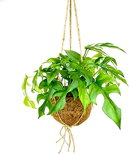 exotenherz Kokodama - Fensterblatt im XL-Kokodama-Gefäß zum Hängen - Monstera Minima - ca. 17cm