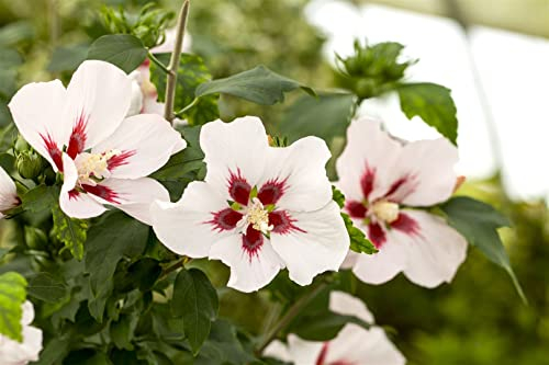 Hibiscus syriacus 'Hamabo' 40-60 cm - Gartenhibiskus, rosa Blüten mit rotem Auge, Blütezeit Juli-September, ideal für Hecken, pflegeleicht und winterhart