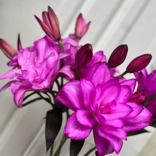 Taglilienzwiebeln – leuchtende Farben-Taglilie winterhart mehrjährig – Pflanzen -Extrem kältetolerant